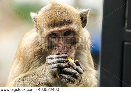 Crab-eating Macaque Is Sitting, Eating Fruit In Hand.