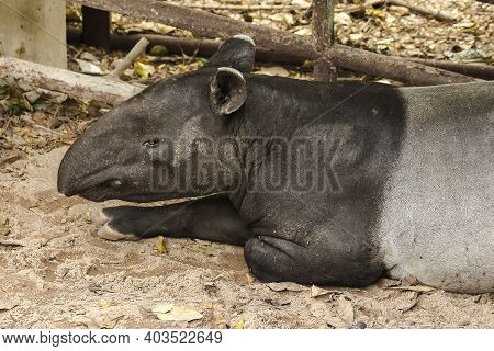 Malayan Tapir (tapirus Indicus) Lies On The Ground.
