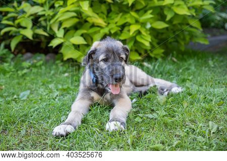 Portrait Of A Dog Breed Irish Wolfhound In A Summer Nature Park.beautiful Beige Irish Wolfhound Dog 