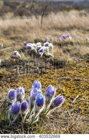 Pasque flower, National park Podyji, Southern Moravia, Czech Republic