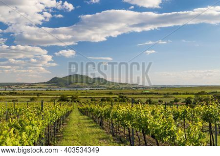 Spring vineyards under Palava near Sonberk, South Moravia, Czech Republic