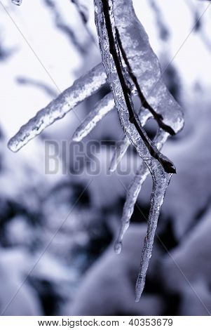 Icicles ในสาขา