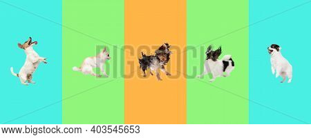 Little Dogs Jumping, Playing Isolated On Gradient Background. Collage.