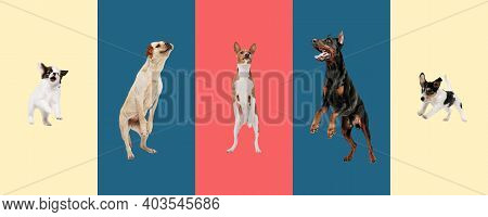 Collage Of Five Purebred Dogs Playing Isolated On Gradient Background.