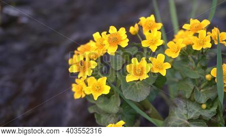 Yellow Little Flowers In A Stream Of Water. Water Flows In A Small Stream With Yellow Flowers Caltha