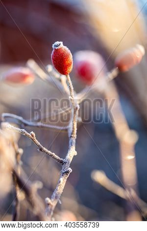 A Close Up Portrait Of A Single Frozen Rose Hep, Haw Or Hip Standing Upright On A Branch Of The Bush
