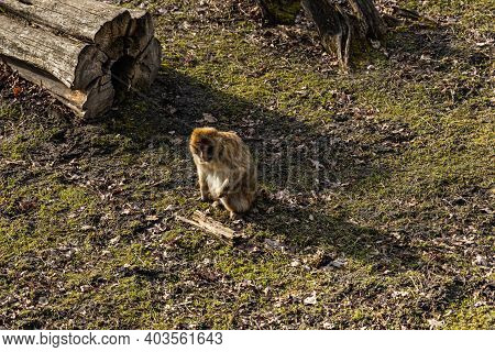 Berber Macaque Macaca Sylvanus Sitting On Dry Grass And Leafs