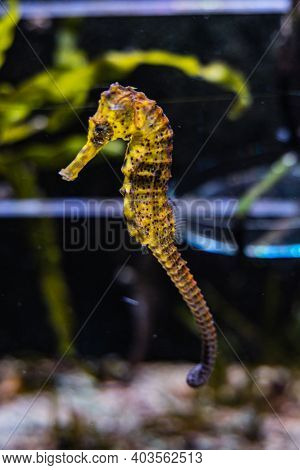 Small Yellow Seaboard Seahorse Hippocampus In Aquarium