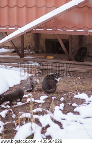 Domestic Straycats In Backyard Near House Sitting On Patch Of Earth With Thawing Snow And Waiting Fo