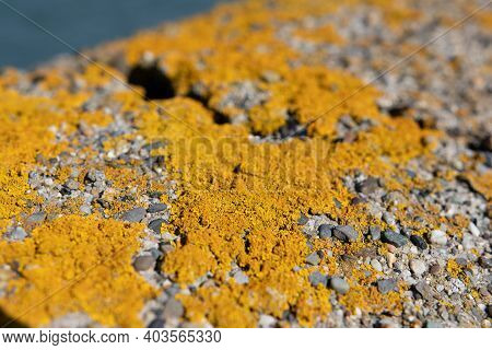 Bright Yellow Lichen Of The Type Chrysothrix Chlorina On A Stone Wall. This Is A Powdery Type, So Ca
