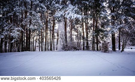 Snow Falls Under Its Weight Down From Pine Branches In A Clearing On A Bright Winter Day