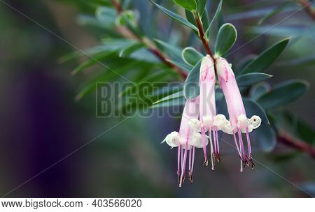 Australian Native Pink Five-corners Flowers, Styphelia Triflora, Family Ericaceae, Growing In Sydney