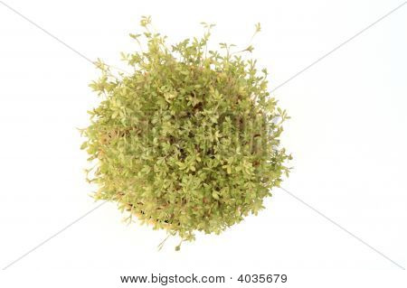 Fresh Cress