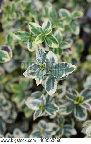 Variegated Wintercreeper Leaves - Latin Name - Euonymus Fortunei Variegatus