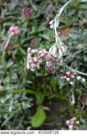 Litleleaf Pussytoes Flowers - Latin Name - Antennaria Microphylla