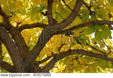 Under View Of Mulberry, Morus Tree Yellow Leaves Background,