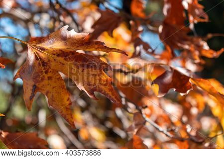 Close Up View Of Plane Tree Dry Leaf In Autumn Background.