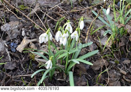 Snowdrop Or Common Snowdrop (galanthus Nivalis) Flowers.