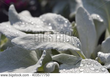 Shining-white Ragwort Angel Wings Leaves - Latin Name - Senecio Candidans Angel Wings