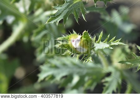 Prickly Poppy White Flower Bud - Latin Name - Argemone Platyceras