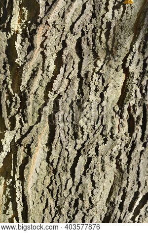 Common Hackberry Bark Detail - Latin Name - Celtis Occidentalis