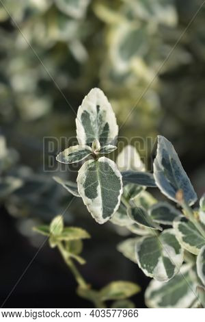 Wintercreeper Dans Delight - Latin Name - Euonymus Fortunei Dans Delight