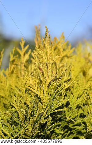 Western Red Cedar 4ever Goldy - Latin Name - Thuja Plicata 4ever Goldy