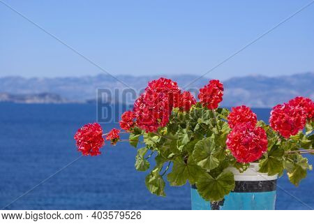 Donoussa Island Greece. Bright Flowers.  Close Up  Detailed Landscape View. Focus On Foreground. Blu