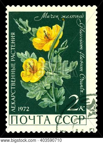 Stavropol, Russia - January  15. 2021: A Stamp Printed In Ussr Shows  Machek Yellow, Medicinal Plant