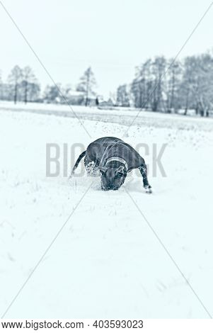 Blue Amstaff playing in a meadow in snow. Winter scenery