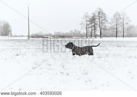 Blue Amstaff playing in a meadow in snow. Winter scenery