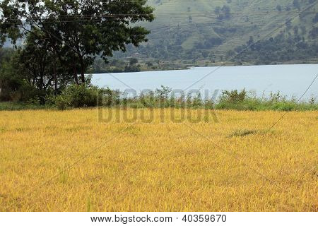 Oryza Sativa oder Paddy im Feld
