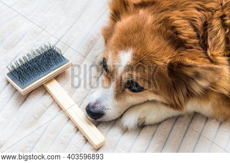 Sad Dog Lies Near A Brush For Combing Wool. Molting In A Dog