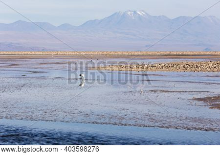 The Beautiful Chaxa Lagoon