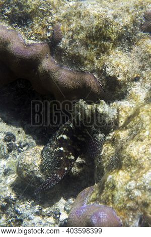 Close View Of Salarias Fasciatus Fish In Indonesia