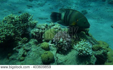 Huge Fantail Reef Fish Cruising Over Coral Bommie, Eilat, Israel