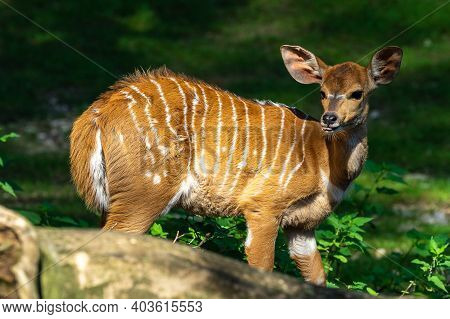 A Young Baby Nyala. Tragelaphus Angasii Is A Spiral-horned Antelope Native To Southern Africa. It Is