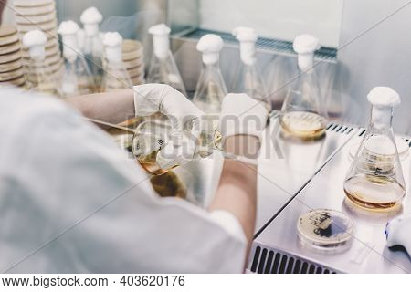 Female Scientist Working With Laminar Flow At Corona Virus Vaccine Development Laboratory Research F