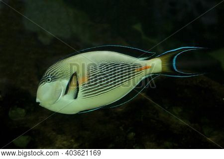 The Sohal Tang, Sohal Surgeonfish (acanthurus Sohal) In Aquarium.