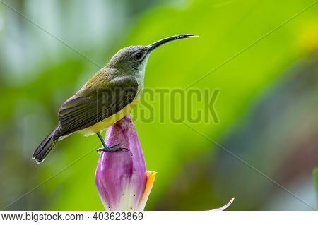 Nature Wildlife Footage Of Little Bird On Banana Flower.little Spiderhunter( Arachnothera Longirostr