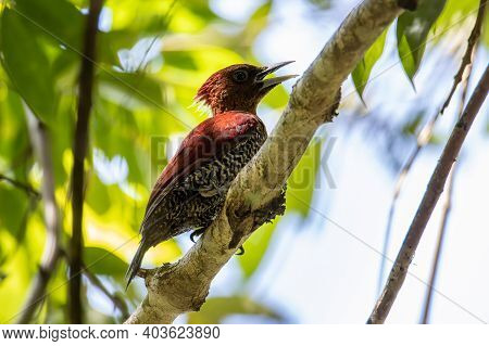 Nature Wildlife Image Of Banded Woodpecker Bird