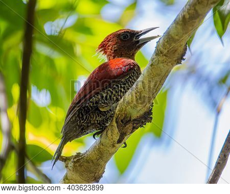 Nature Wildlife Image Of Banded Woodpecker Bird