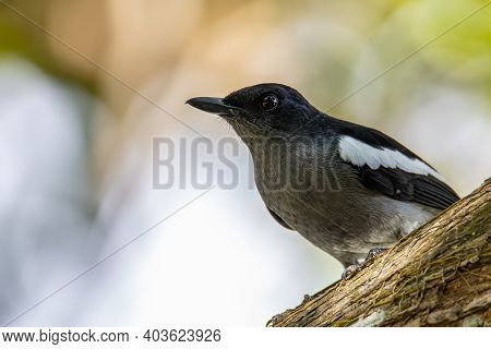 Nature Wildlifd Bird Of Orintal Magpie-robin Bird