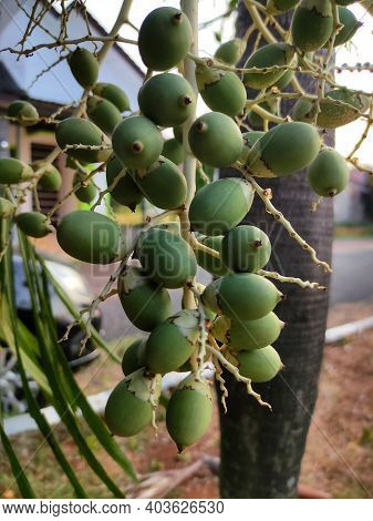 Large Group Of Betelnut On The Tree
