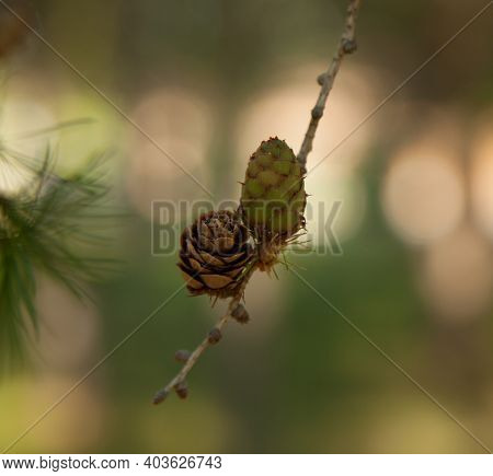 Tamarack Larch (Larix laricina) cones in International Larix Arboretum at Coram Experimental Forest, Montana