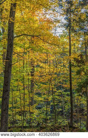 Pake In Fall Time Near Toronto, Canada