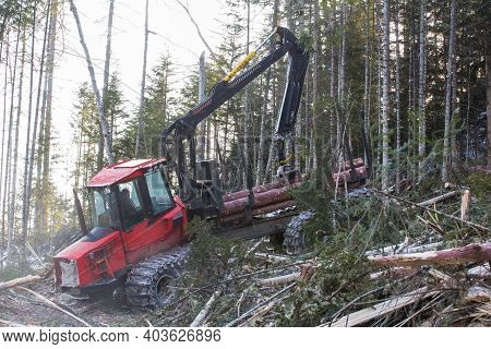 The Work Of Heavy Logging Equipment In The Winter Taih. A Forwarder, Loaded With Sawed Wood, Descend