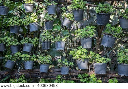 Vertical Gardening Hanking On Net To Resive Sun Light