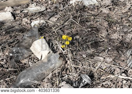 Bright Yellow Flowers Of Coltsfoot In Early Spring In The Middle Of The Garbage