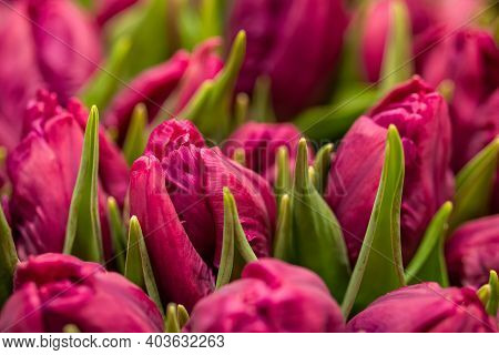Close-up Of Purple Tulips In Flower Shop. Bouquet Of Flowers For Sale